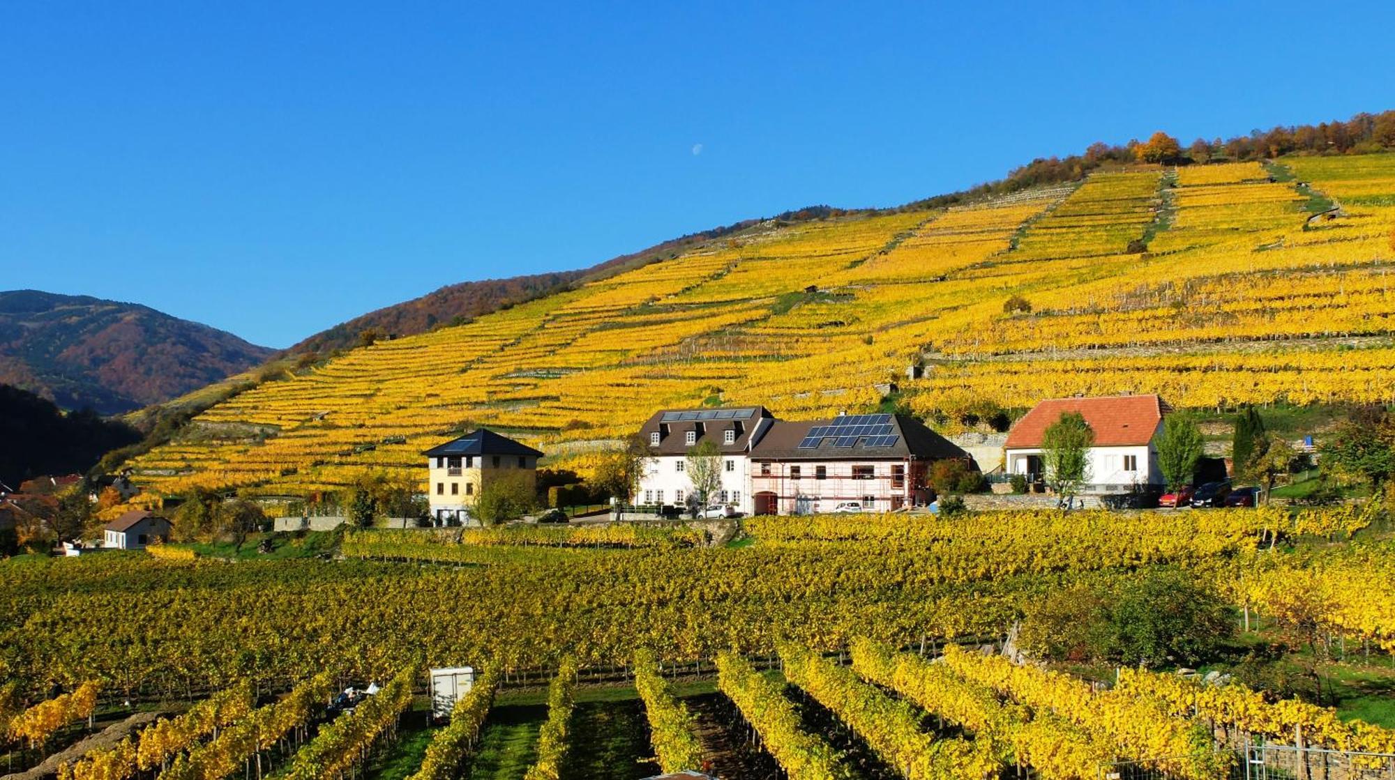 Weingut Donabaum "In Der Spitz" Apartment Spitz an der Donau Phòng bức ảnh