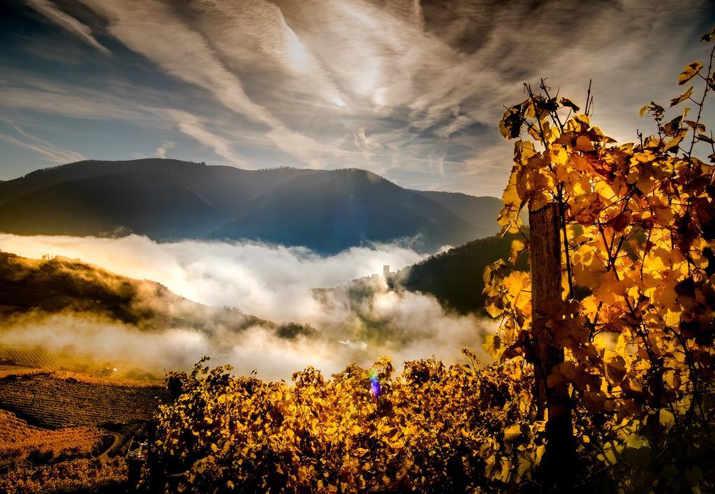 Weingut Donabaum "In Der Spitz" Apartment Spitz an der Donau Ngoại thất bức ảnh